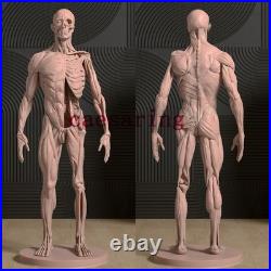 Human Anatomy Model 3D Printing Figure Unpainted Model GK Sculpture Blank Kit