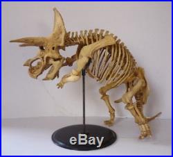 Kaiyodo Triceratops Skeleton Resin Model Kit 1/20 Scale
