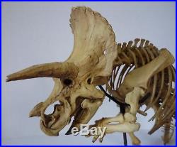 Kaiyodo Triceratops Skeleton Resin Model Kit 1/20 Scale